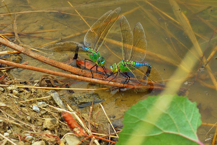Anax imperator in deposizione